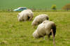 Stonehenge-Sheep