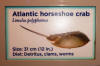 HorseshoeCrab