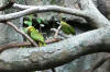 RainForest-Parrot